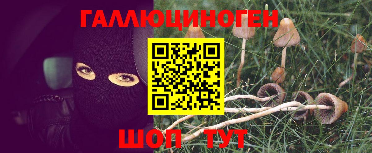 Мончегорск  Псилоцибиновые грибы прущие грибы  Вход с VPN 